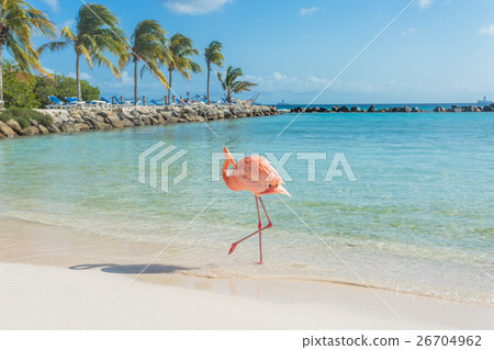 One flamingo on the beach 26704962