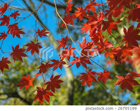 Fall Foliage.  26705199