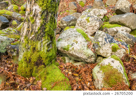 Covered with moss rocks and tree Covered with moss rocks and tree 26705200