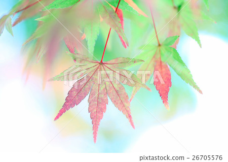 秋天的樹葉 秋天的樹葉 26705576
