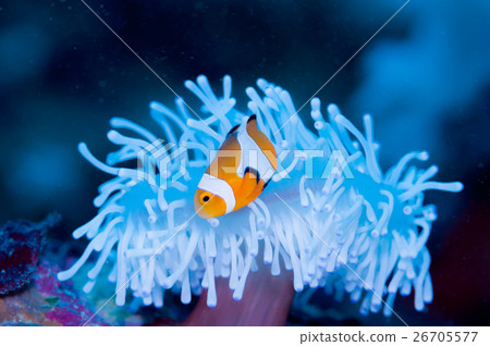 Clown anemonefish and whitened sea anemone Clown anemonefish and whitened sea anemone 26705577