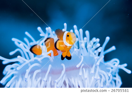Clown anemonefish and whitened sea anemone 26705581