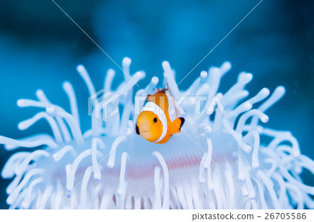 小丑anemonefish和被漂白的海葵 26705586