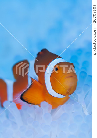 Clown anemonefish and whitened sea anemone Clown anemonefish and whitened sea anemone 26705603