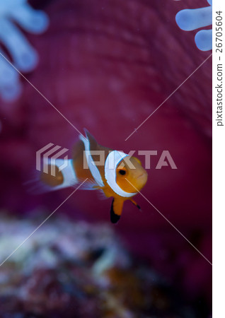 小丑anemonefish和被漂白的海葵 小丑anemonefish和被漂白的海葵 26705604