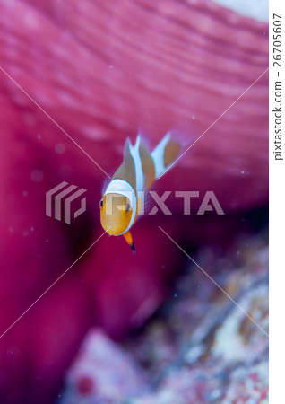 小丑anemonefish和被漂白的海葵 小丑anemonefish和被漂白的海葵 26705607