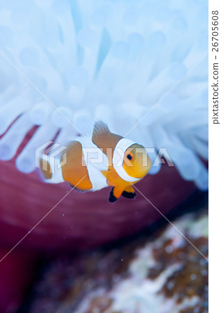 小丑anemonefish和被漂白的海葵 26705608