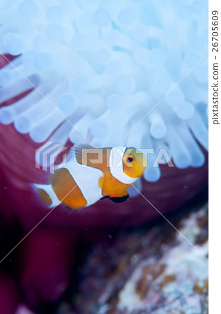 小丑anemonefish和被漂白的海葵 小丑anemonefish和被漂白的海葵 26705609
