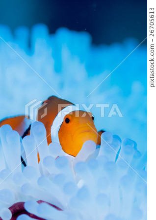 小丑anemonefish和被漂白的海葵 小丑anemonefish和被漂白的海葵 26705613