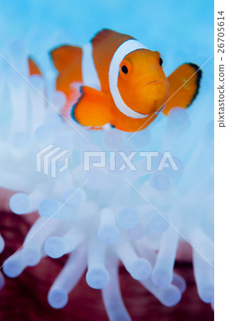 小丑anemonefish和被漂白的海葵 小丑anemonefish和被漂白的海葵 26705614