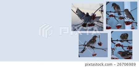 winter birds background winter birds background 26706989