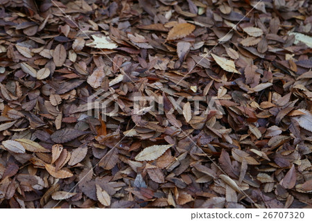 Fallen leaves  26707320