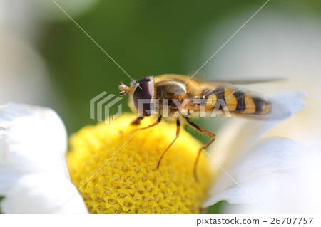 Bees and flowers Bees and flowers 26707757