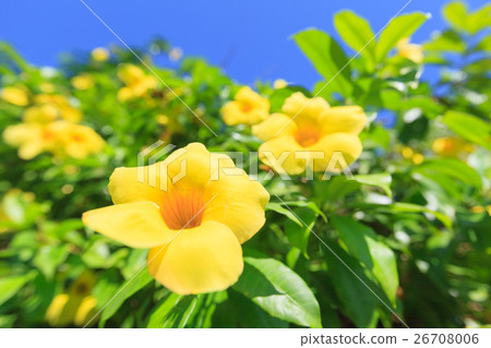 Allamanda 26708006