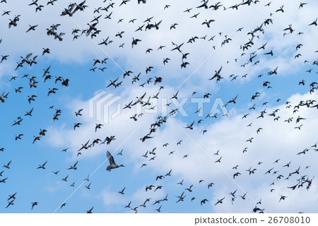 飛行inverons群 飛行inverons群 26708010