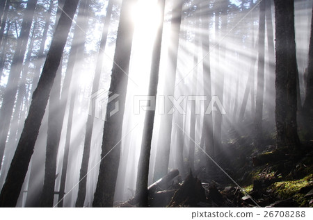 陽光穿透迷霧黑森林 26708288