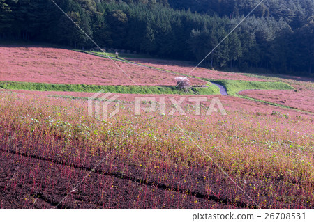 紅蕎麥麵場 26708531