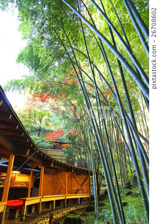 Kamakura Jogokuji 26708602