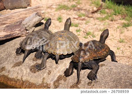 Turtle shell drying 26708939