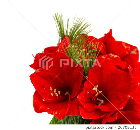 Amaryllis blossoms. Christmas flowers bouquet Amaryllis blossoms. Christmas flowers bouquet 26709133