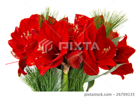 Amaryllis blossoms. Red christmas flowers bouquet Amaryllis blossoms. Red christmas flowers bouquet 26709135