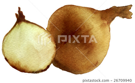 watercolor sketch of Onions on a white background 26709940