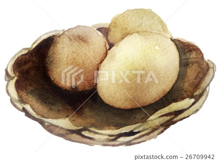 watercolor sketch Chicken eggs on white background 26709942
