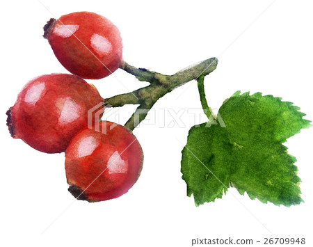 watercolor sketch of rose hips on white background - Stock Illustration ...
