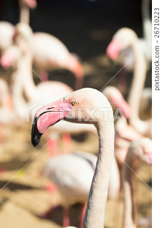 Pink flamingos at the zoo Pink flamingos at the zoo 26710223