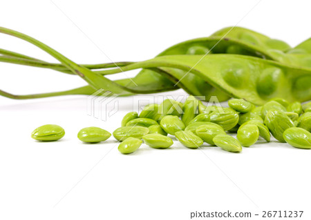 Parkia speciosa Parkia speciosa 26711237