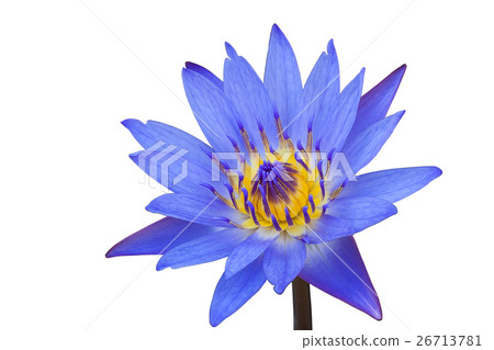 lotus lotus 26713781