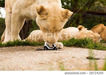 Lion playing with a small model car Renault twizy Lion playing with a small model car Renault twizy 26714285