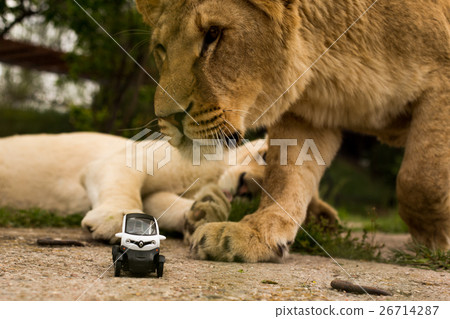 Lion playing with a small model car Renault twizy 26714287