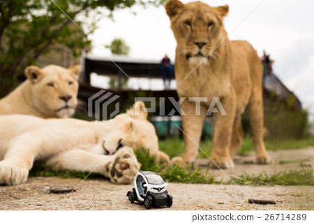 Lion playing with a small model car Renault twizy Lion playing with a small model car Renault twizy 26714289