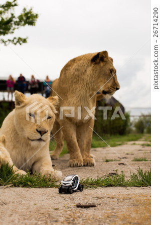 Lion playing with a small model car Renault twizy Lion playing with a small model car Renault twizy 26714290