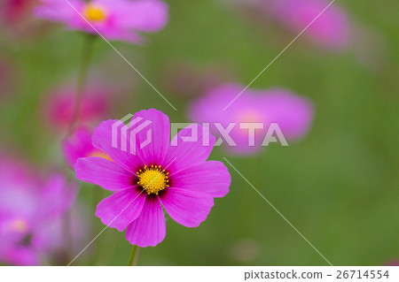 One wheel of cosmos 26714554