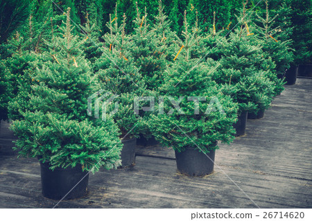 Christmas trees in pots for sale. Retro toned. 26714620