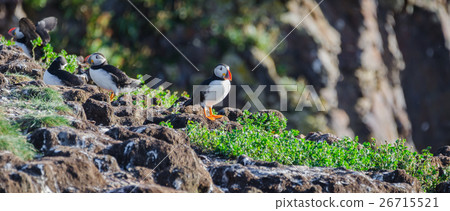 Atlantic puffins (Fratercula arctica), bird island 26715521