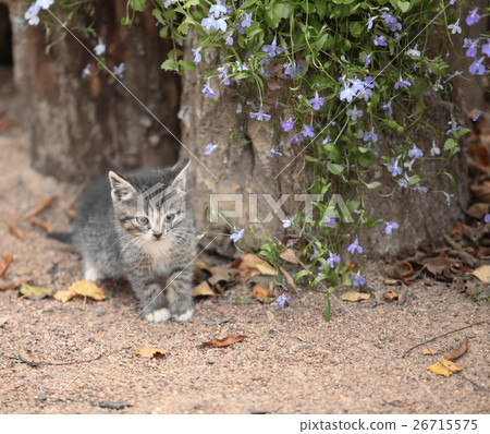 tiny kitten with flowers tiny kitten with flowers 26715575