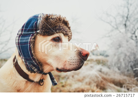 Dog with cap in winter 26715717