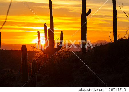 Cactus Cactus 26715743