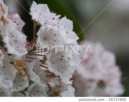 Kalmia white 26715908
