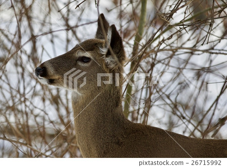 Beautiful isolated photo with a cute wild deer Beautiful isolated photo with a cute wild deer 26715992