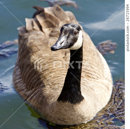Beautiful isolated picture of a funny Canada goose Beautiful isolated picture of a funny Canada goose 26715994
