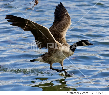 Beautiful isolated photo of a Canada goose landing Beautiful isolated photo of a Canada goose landing 26715995