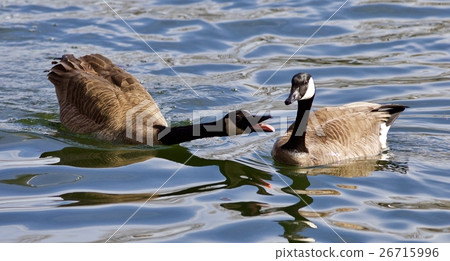 Funny isolated image of a crazy wild Canada goose Funny isolated image of a crazy wild Canada goose 26715996