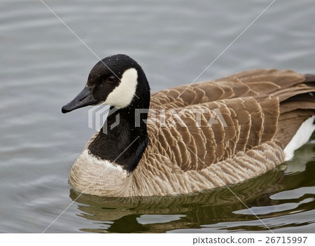 Beautiful isolated photo of a cute Canada goose Beautiful isolated photo of a cute Canada goose 26715997