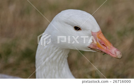 Beautiful isolated picture with a wild snow goose Beautiful isolated picture with a wild snow goose 26716000