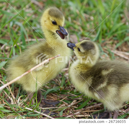 Funny isolated image with a pair of cute chicks Funny isolated image with a pair of cute chicks 26716035