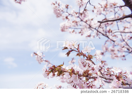 櫻花盛開 櫻花盛開 26718386